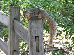 2009_05_29 Mason Michigan squirrel