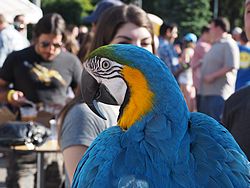 Bad Brewing Summer Block Party, Mason, Michigan, 6 June 2015<BR> Olympus OM-D E-M1 with Olympus 12-40/2.8 lens
