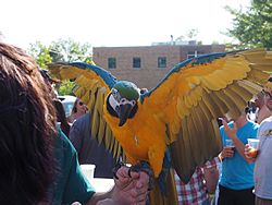 Bad Brewing Summer Block Party, Mason, Michigan, 6 June 2015<BR> Olympus OM-D E-M1 with Olympus 12-40/2.8 lens