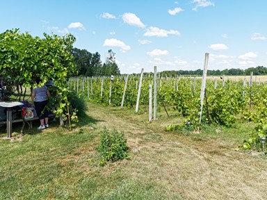 Summer Wine & Wool Festival, Sandhill Crane Vineyards, Leoni, Michigan, 29 July 2017, Olympus OM-D E-M1 with Olympus 12-40/2.8 lens